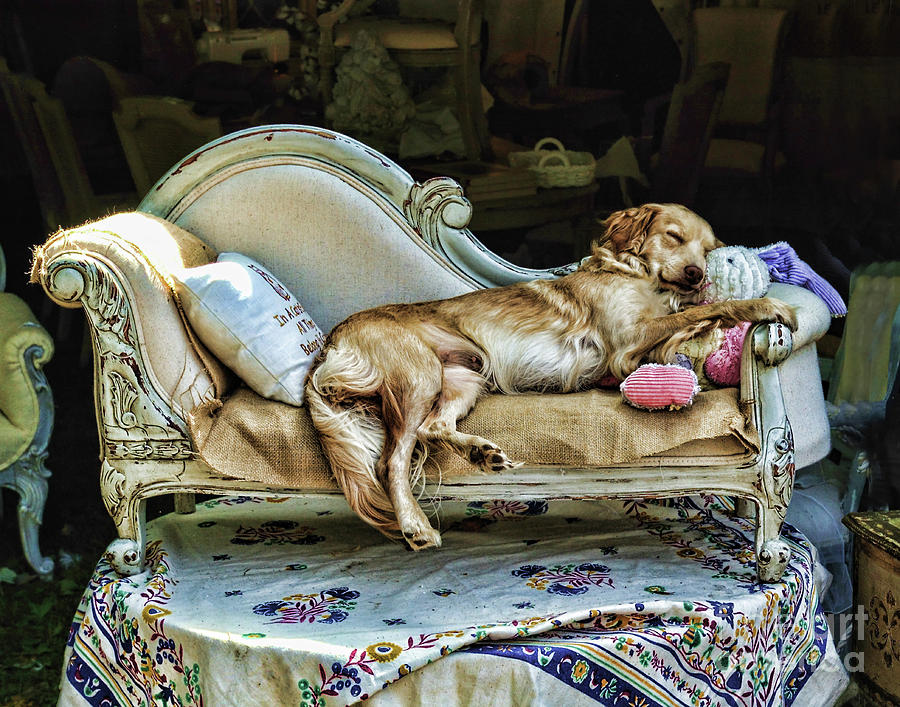 Napping Dog Promo Photograph by Edward Sobuta