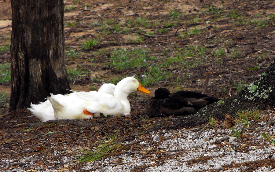 Duck Photograph - Napping Ducks by Eva Thomas