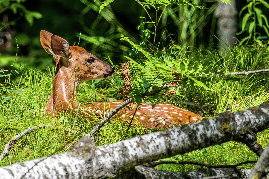 Napping Fawn Photograph by Paul Freidlund