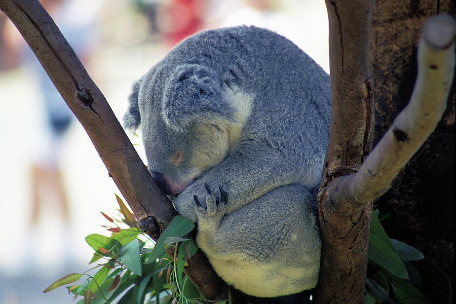 Animal Photograph - Naptime for a Koala Bear  by Carl Purcell