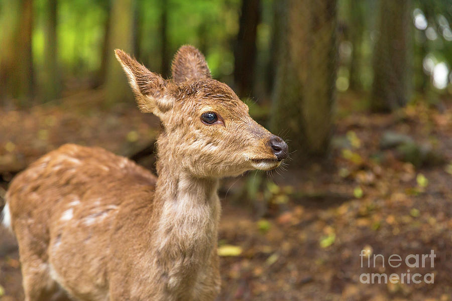 Nara deer Japan Photograph by Benny Marty