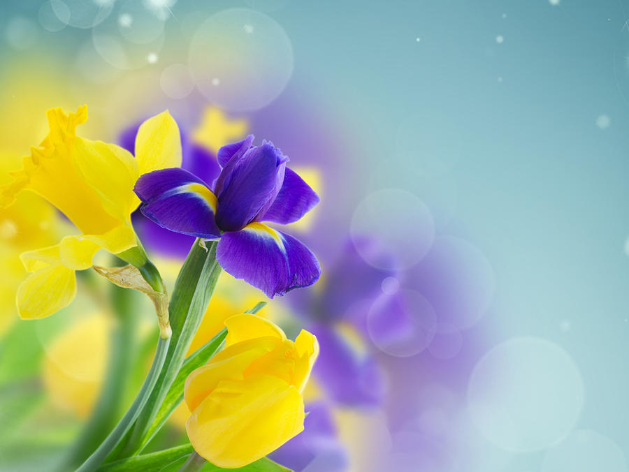 Narciss, Tulip and Iris Photograph by Anastasy Yarmolovich