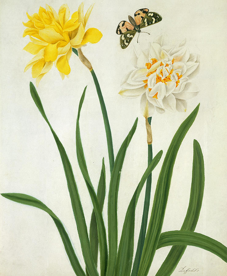 Butterfly Painting - Narcissi and Butterfly by Matilda Conyers