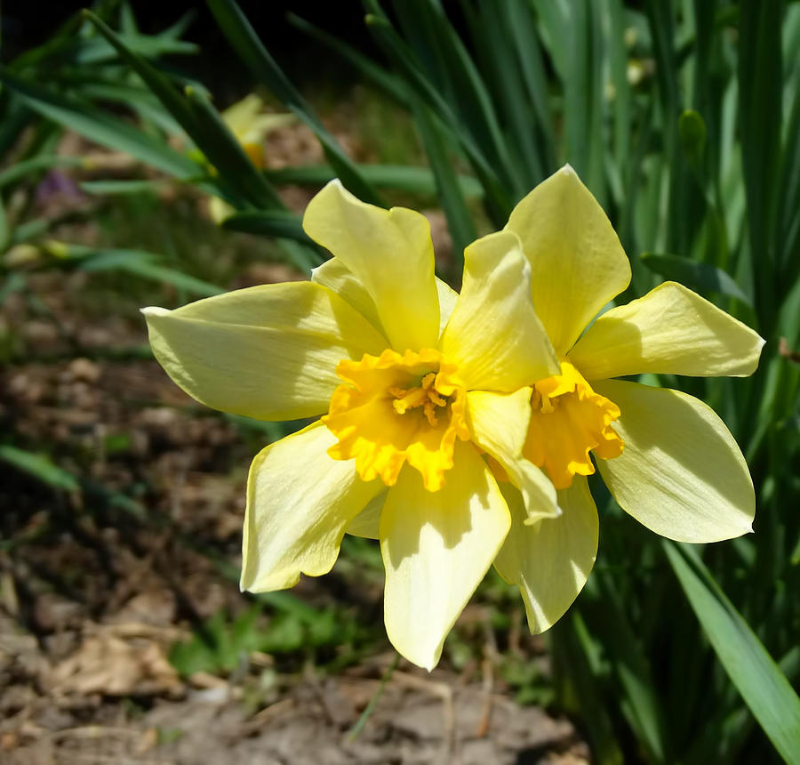 Narcissis - Daffodil Photograph by Theresa Campbell