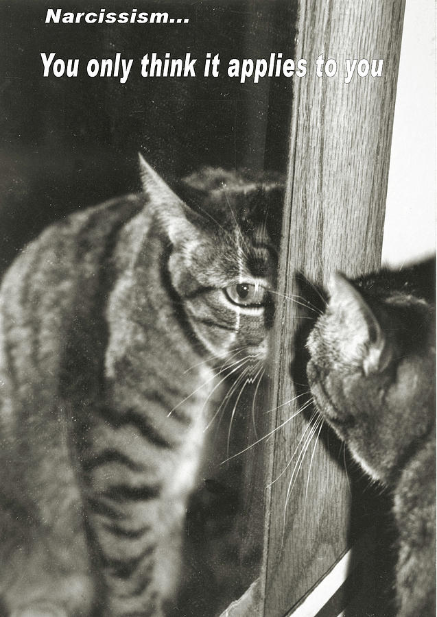 Narcissist cat Photograph by Laura Smith