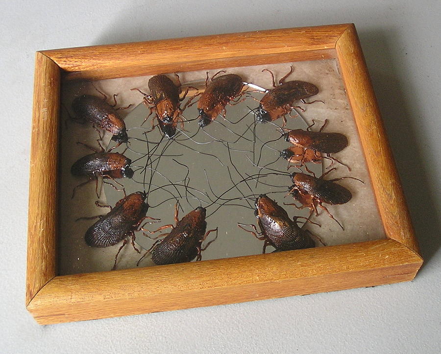 Narcissistic Cockroaches Mixed Media by Roger Swezey