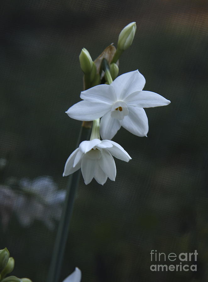 Narcissus   Merlin Photograph by Viktor Savchenko