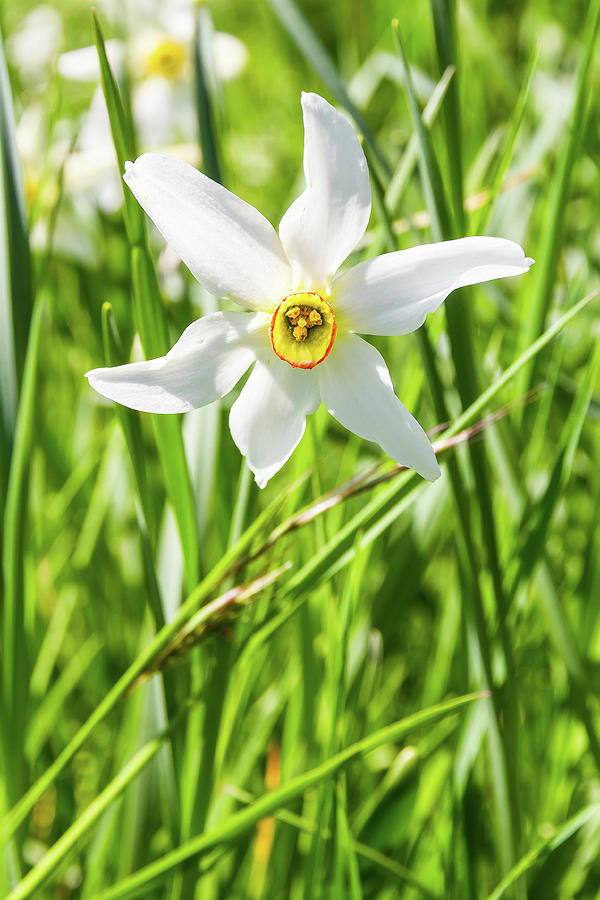 Narcissus - 2 Photograph by Paul MAURICE