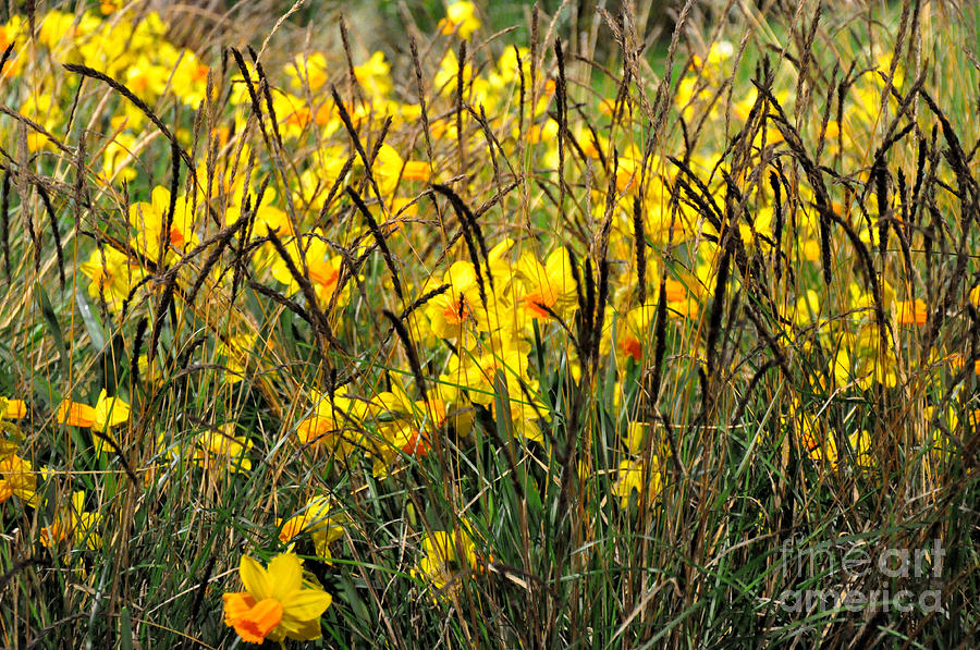 Narcissus and Grasses Photograph by Tatyana Searcy