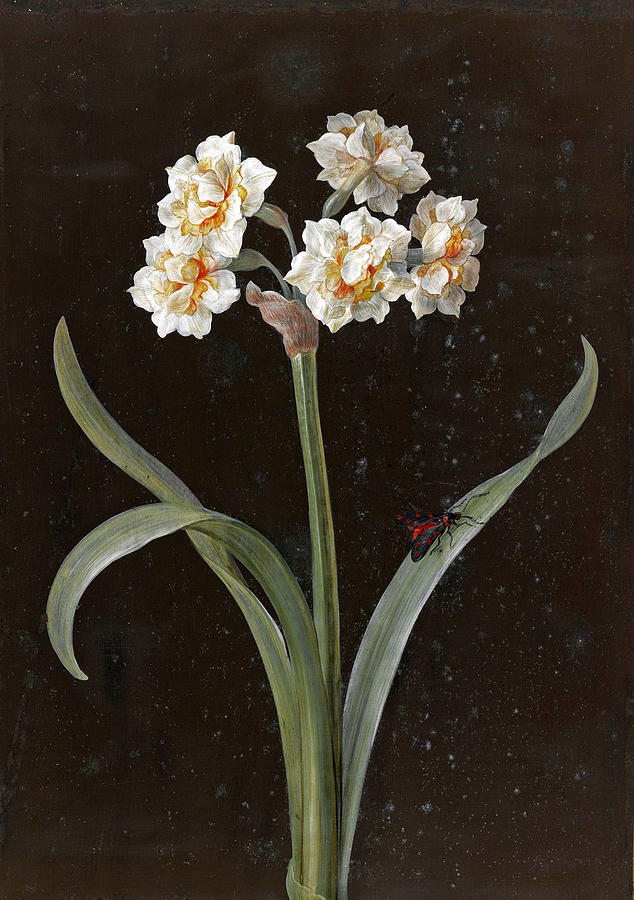 Narcissus Painting by Barbara Regina Dietzsch