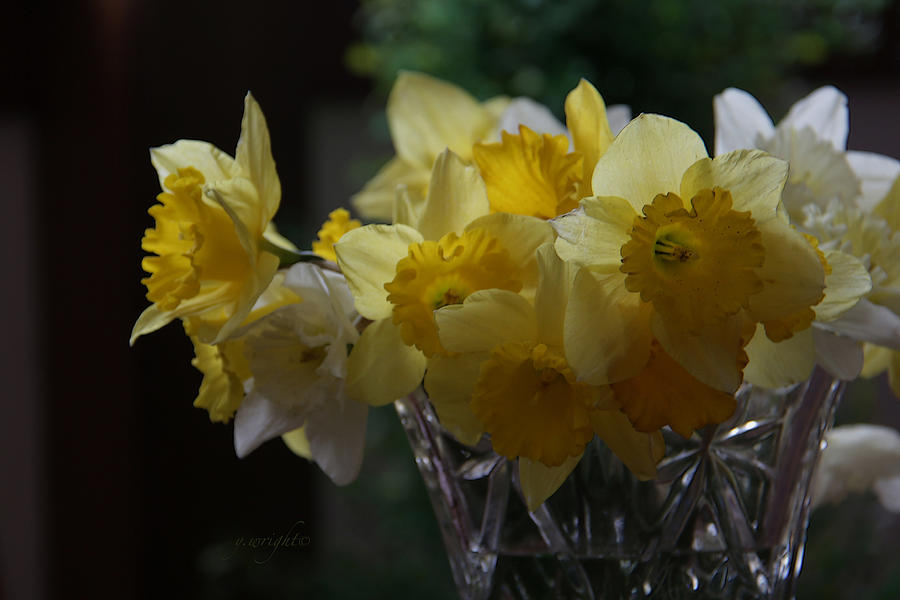 Narcissus Blooms Photograph by Yvonne Wright