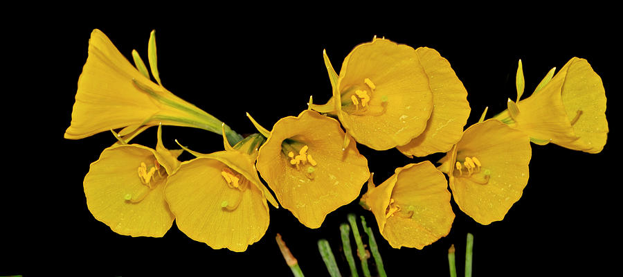 Narcissus bulbocodium - Yellow Hoop Petticoat 004 Photograph by George Bostian