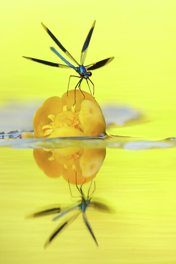 Calopteryx Splendens Photograph - Narcissus - Damselfly Reflected In The River by Roeselien Raimond Calopteryx Splendens Photograph - Narcissus - Damselfly Reflected In The River by Roeselien Raimond