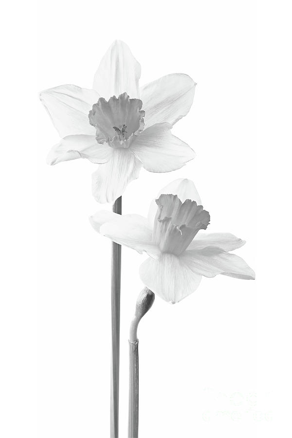 Black And White Flowers Photograph - Narcissus Flowers by Olga Hamilton