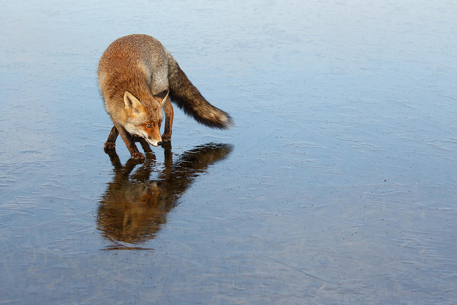 Animal Photograph - Narcissus - Fox on the ice by Roeselien Raimond