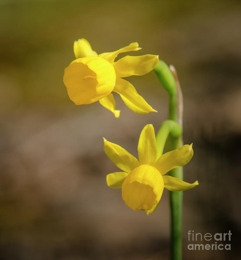 Narcissus gaditanus, Rush-leaf jonquil Photograph by Perry Van Munster