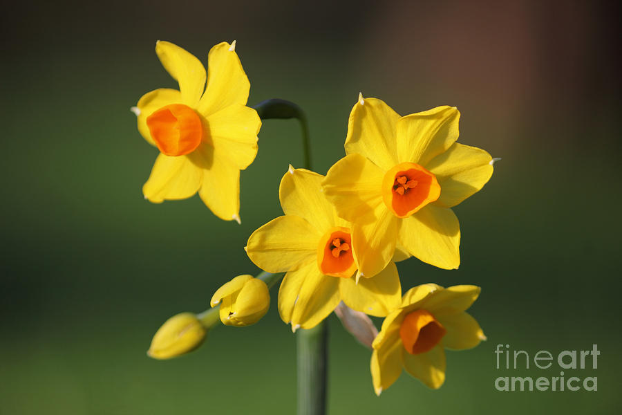 Narcissus Grand Soleil dOr Photograph by Julia Gavin
