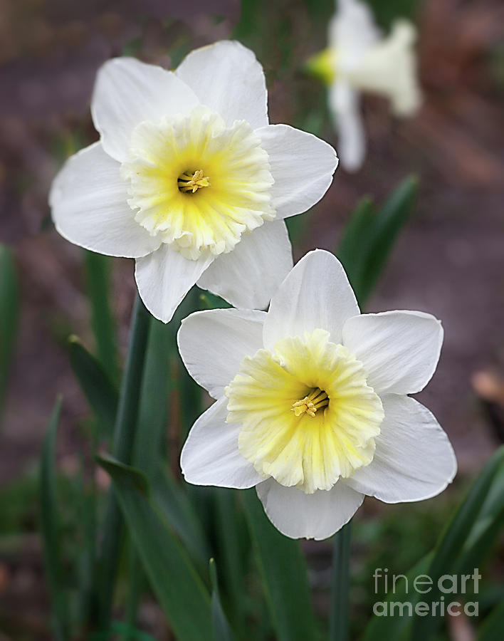 Narcissus Ice Follies Photograph by Ann Jacobson