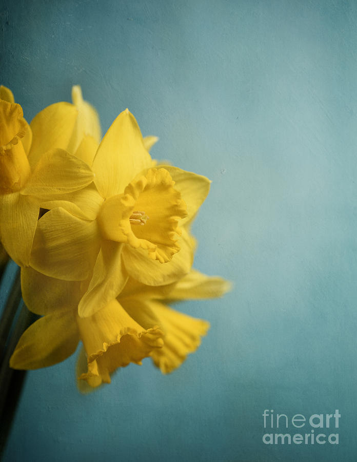 Vintage Photograph - Narcissus on blue background by Jelena Jovanovic