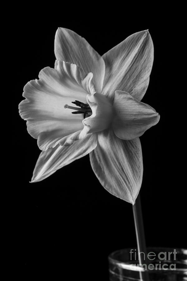 Spring Photograph - Narcissus Flower by Edward Fielding