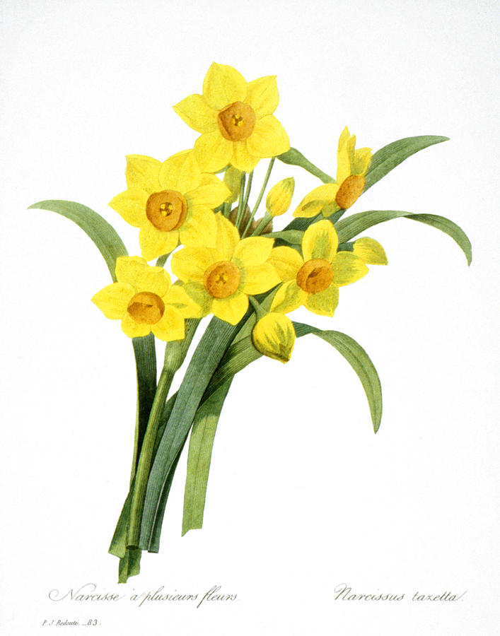 Narcissus (n. Tazetta) Photograph by Granger