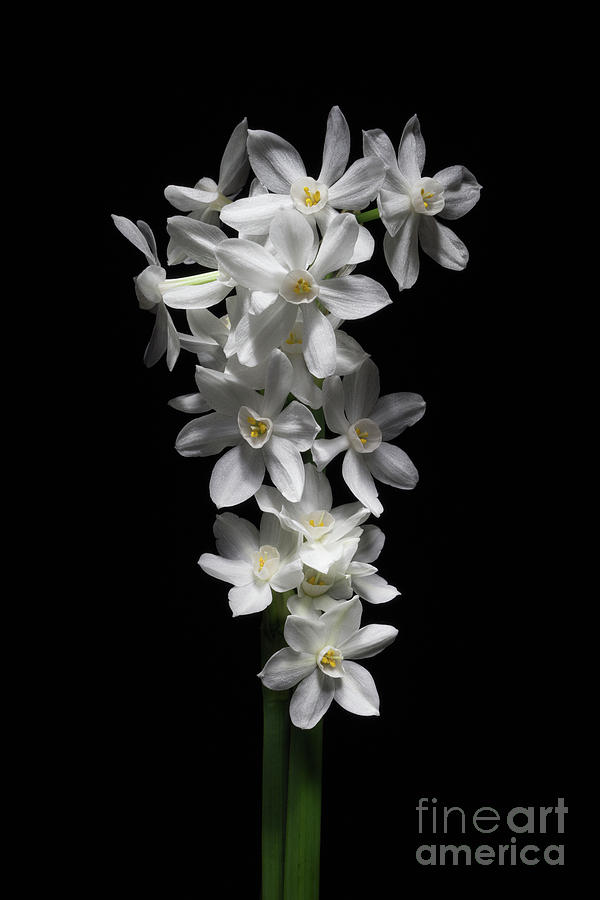 Spring Photograph - Narcissus Papyraceus by Ann Garrett