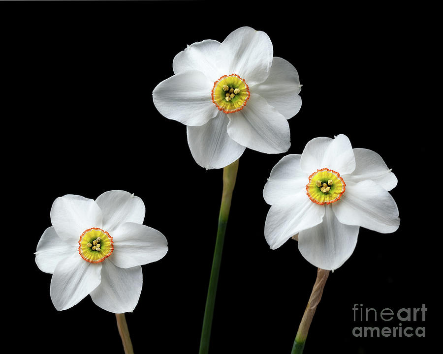 Narcissus poeticus Photograph by Ann Jacobson