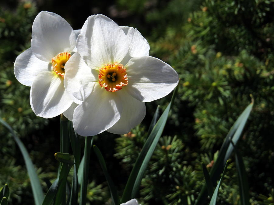 Narcissus poeticus Photograph by Jean Evans