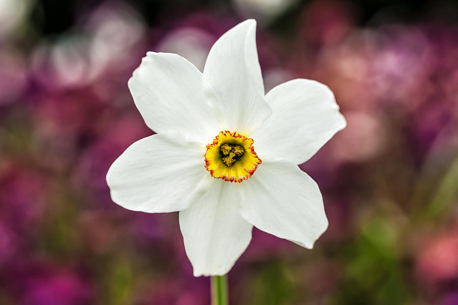 Narcissus Poeticus Photograph by John Paul Cullen