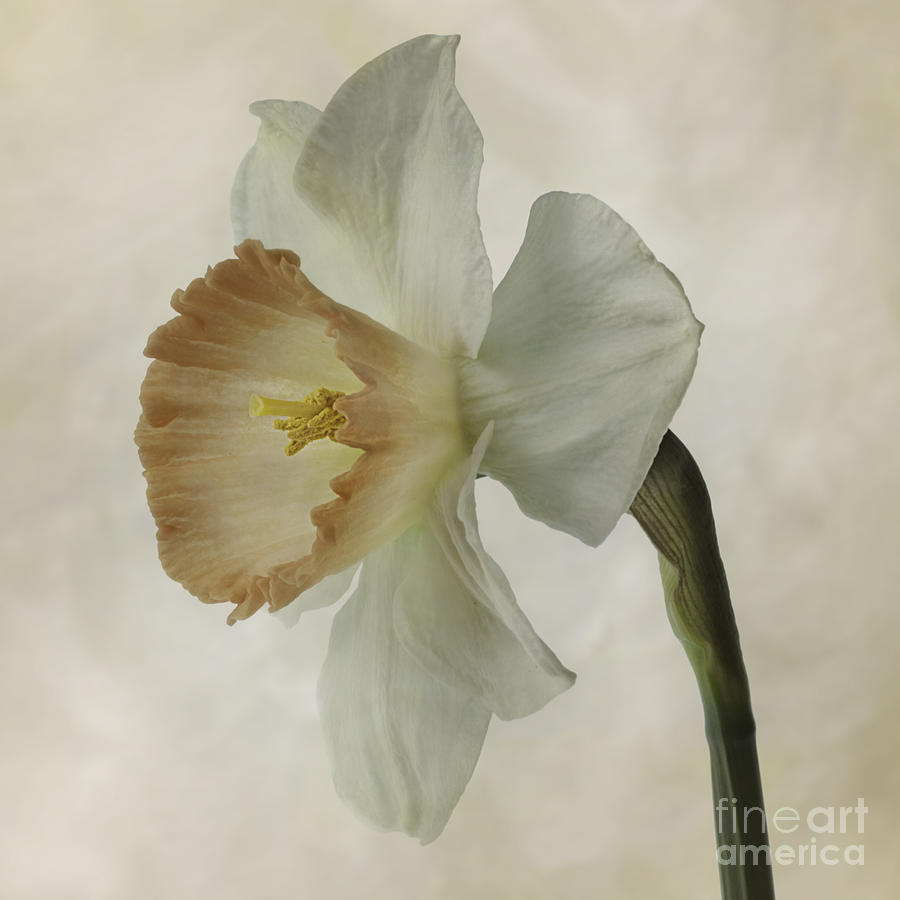 Narcissus Precocius Photograph by Ann Jacobson