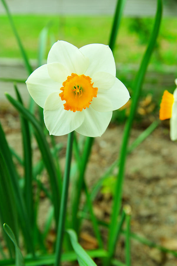 Narcissus pseudonarcissus Photograph by Jeff Swan