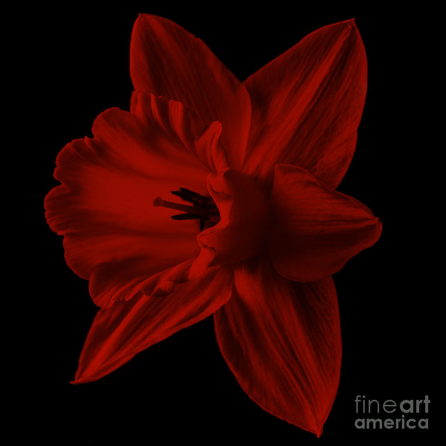 Narcissus Red Flower Square Photograph by Edward Fielding