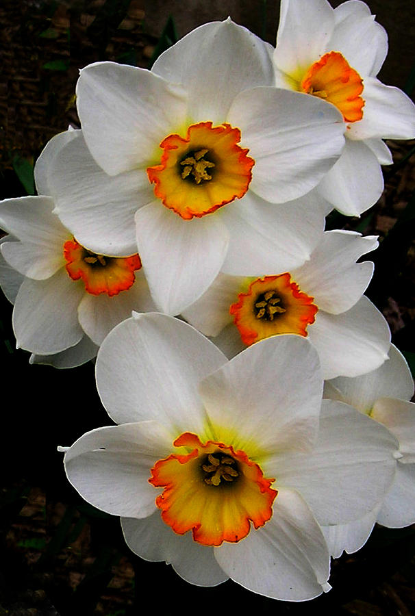 Narcissus Tazetta Photograph by Kathleen Stephens