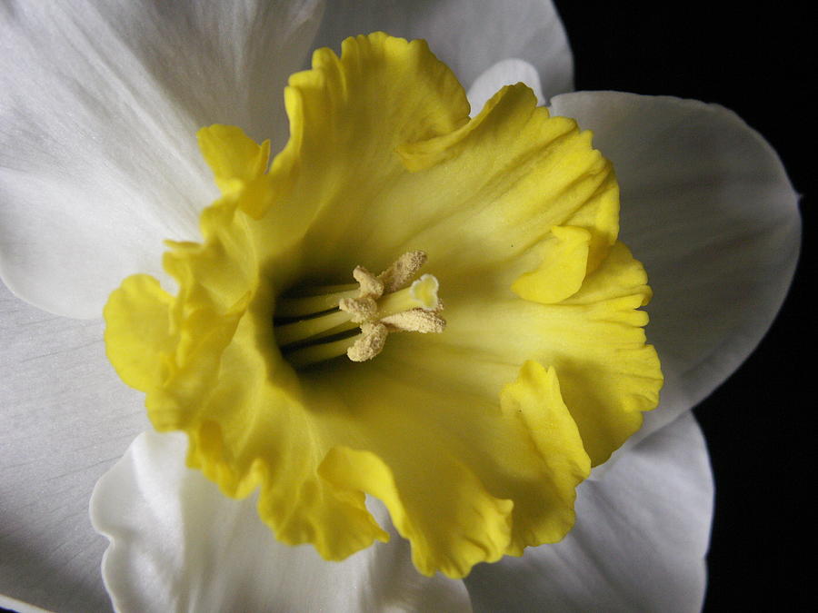 Narcissus Three Photograph by Nancy Griswold