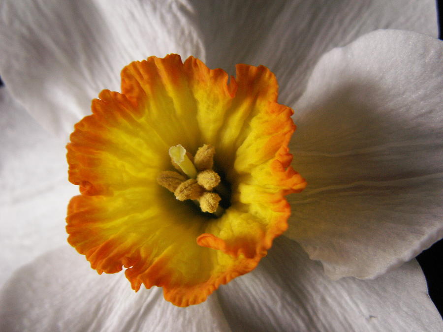 Narcissus Two Photograph by Nancy Griswold