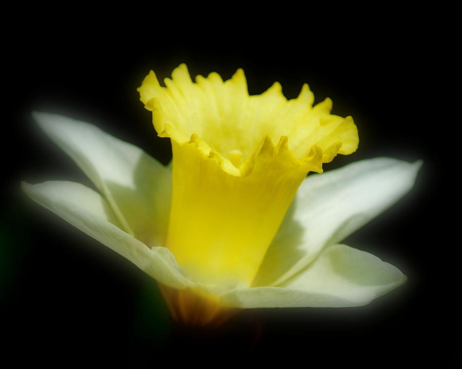 Narcissus Yellow on Black Photograph by Joan Han