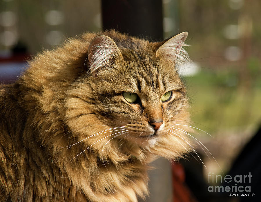 Cat Photograph - Nari a Maine Coon cat by Shari Nees