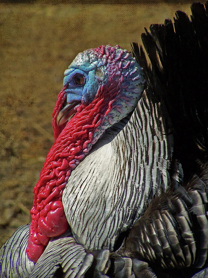 Narragansett Turkey Portrait  Photograph by Sandi OReilly