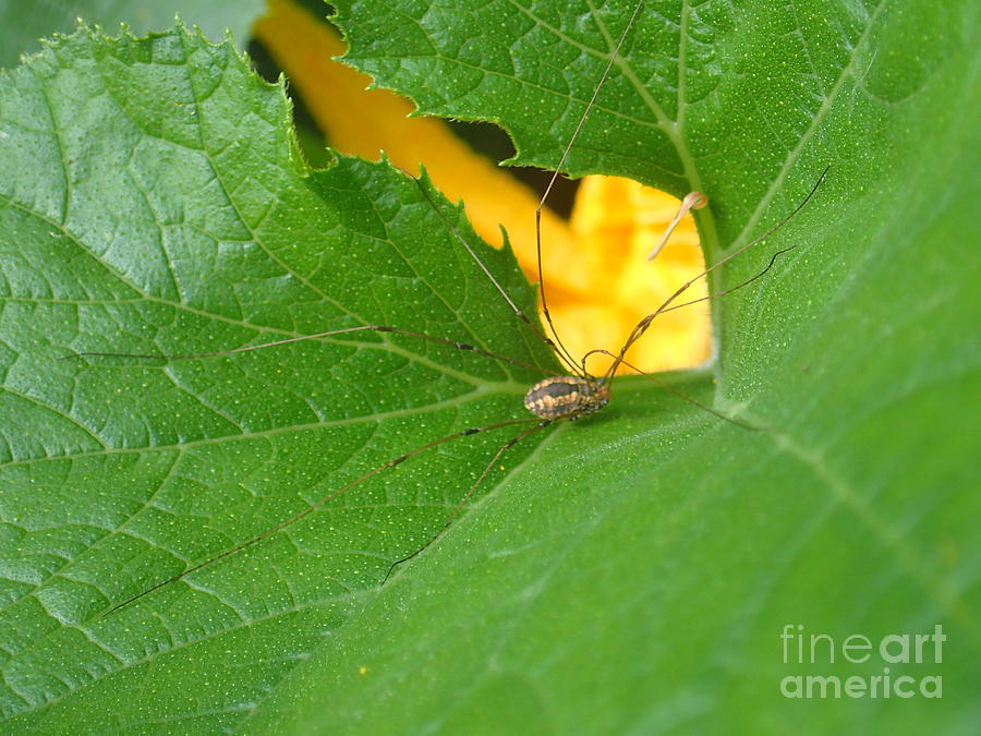 Narrow Leaf Gorge Photograph by Christina Verdgeline