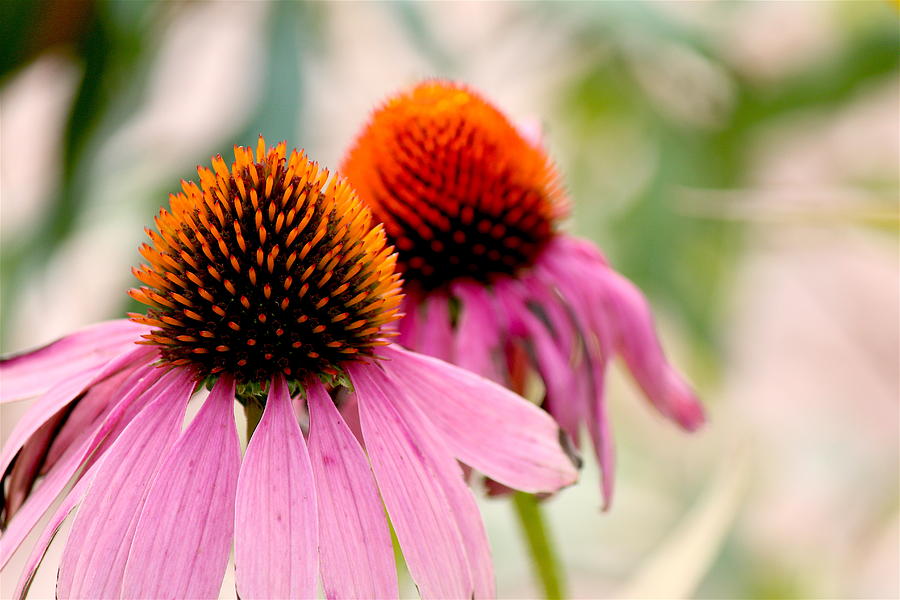 NarrowLeaved Purple Coneflower Photograph by Nicholas Miller