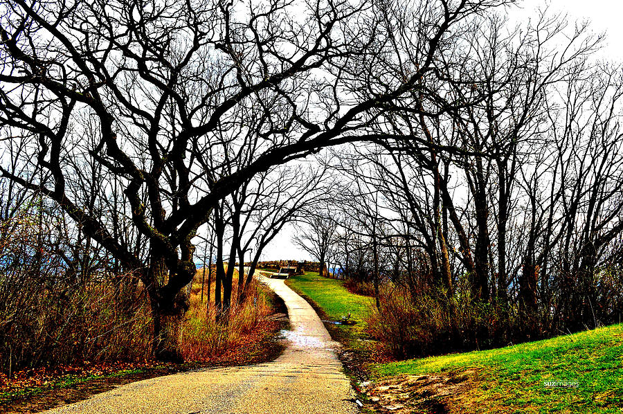 Narrow Path Photograph by Susie Loechler