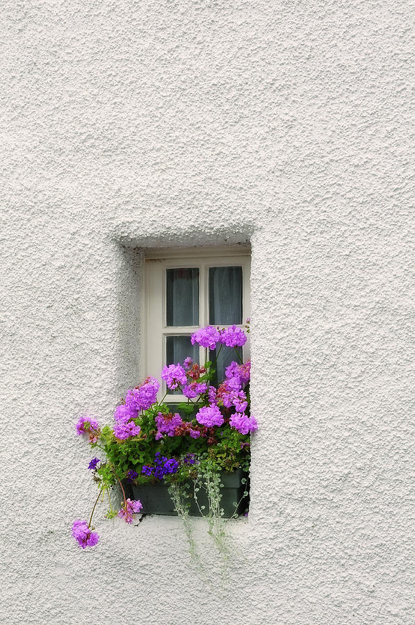 Narrow Window with Purple Geranium  Photograph by Jenny Rainbow