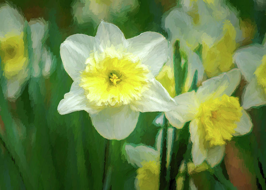 Narcissus Photograph by James Barber