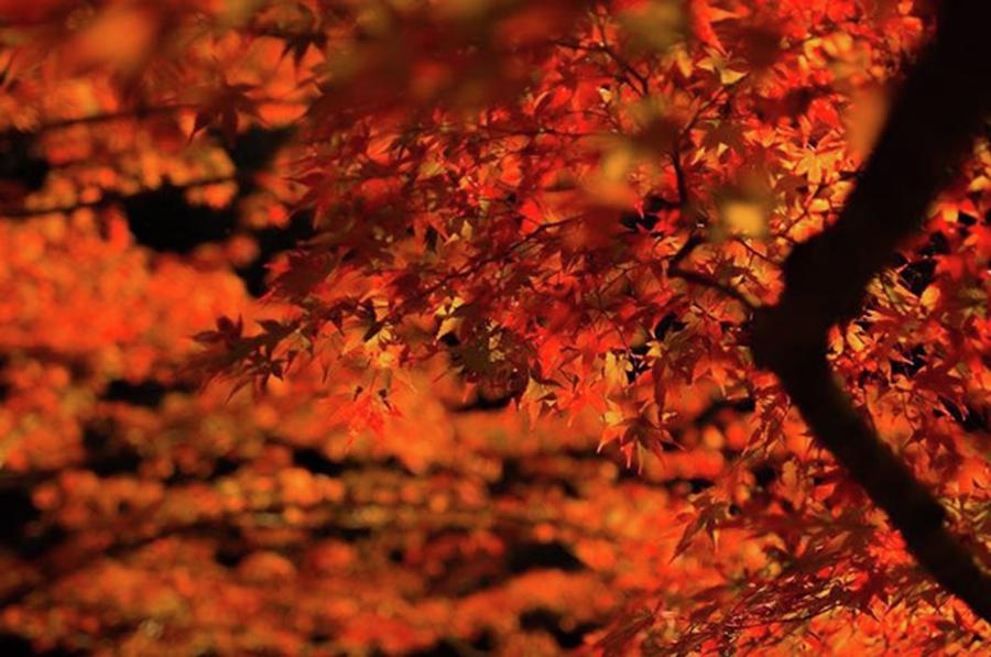 Fall Photograph - 紅一色
#art_of_japan_ #ig_eternity by Naofumi Mukae