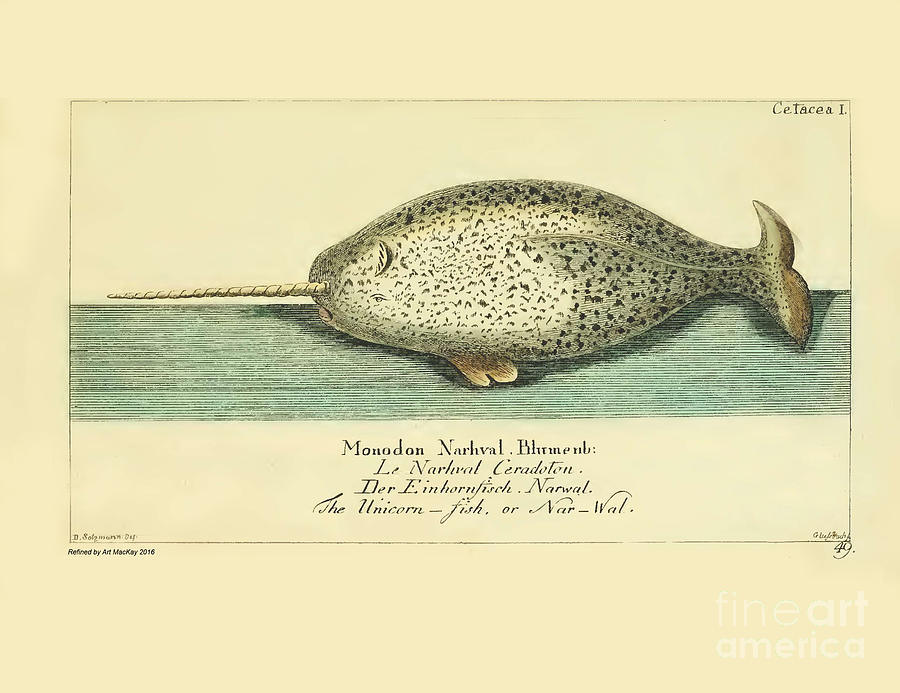Narwhal by G.A. Lange 1780 Drawing by Art MacKay