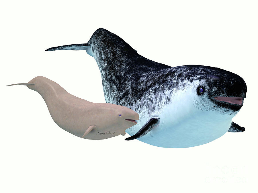 Narwhal Female Whale and Calf Digital Art by Corey Ford