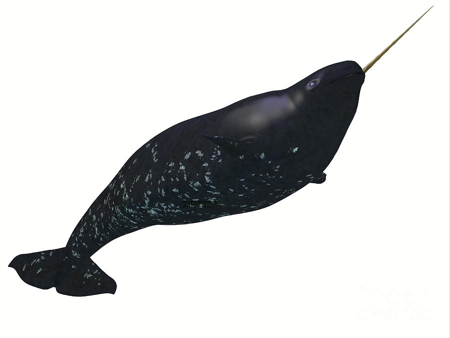 Narwhal Juvenile Male Whale Digital Art by Corey Ford