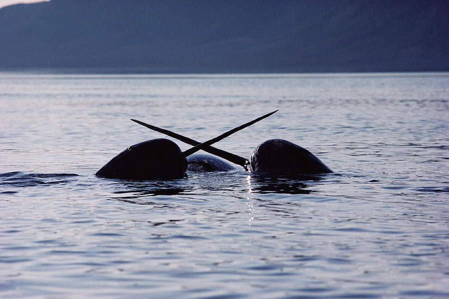 Narwhal Males Sparring Baffin Island Photograph by Flip Nicklin