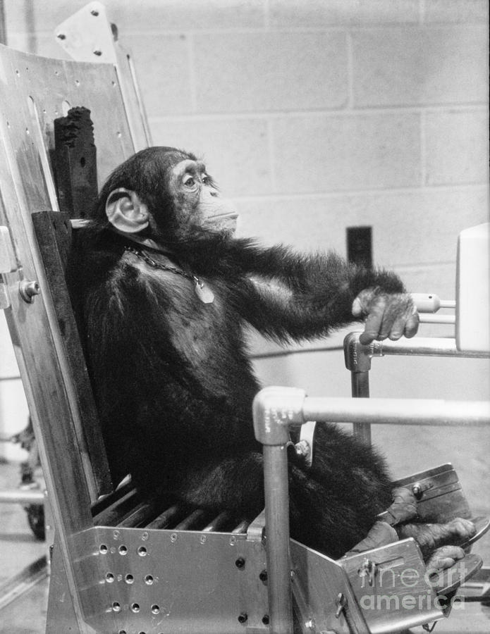 NASA Chimpanzee Ham prior to space test flight Photograph by Vintage Collectables