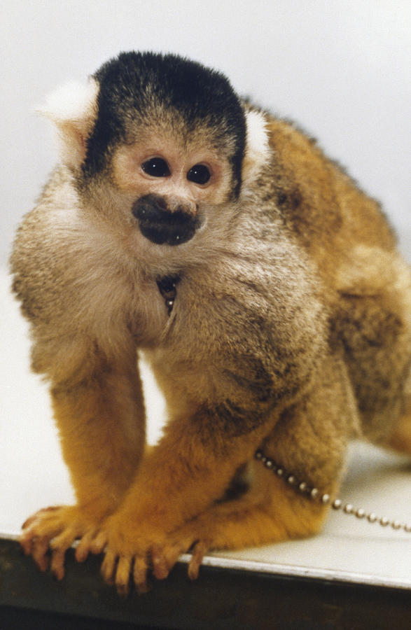 Nasa Monkey, 1985 Photograph by Granger